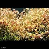 （水草）ロタラ　ロトンディフォリア（無農薬）（５本）　本州・四国限定[生体]