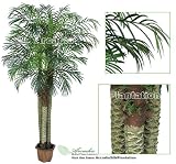 ONE Pre-Potted 8' Artificial Phoneix Robellini Palm Tree