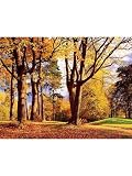 IDEALDECOR WALL MURALS & DOORPOSTERS Wallpaper 271 Wallpaper IDEALDECOR WALL MURALS & DOORPOSTERS Wallpaper -271 Wallpaper