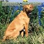 Rhodesian Ridgebacks 2005 Wall Calendar