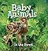 Baby Animals In the Forest