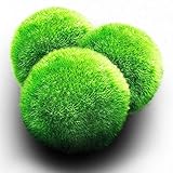 3 LUFFY Giant Marimo Moss Balls