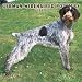 German Wirehaired Pointers 2007 Calendar