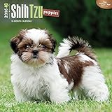 Shih Tzu Puppies 2016 Wall Calendar
