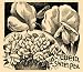 1896 Print Cupid Sweet Pea Flower Plant Botanical Seed - Original Halftone Print