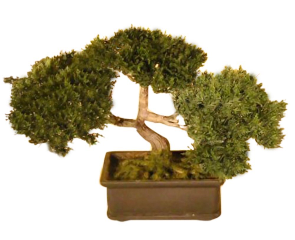 Natural and Artificial Cedar Bonsai Tree for Decoration