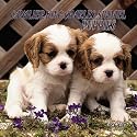 Cavalier King Charles Spaniel Puppies 2001 Calendar
