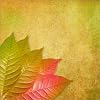 Art poster AUTUMN LEAVES in size: 50 x 50 cm by B. Heinz