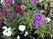 Sweet William Seeds-Tiny Cluster Flowers-Pots & Containers