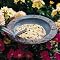 Dragonfly Garden Bird Feeder
