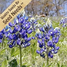 Texas Bluebonnet - 350 Seeds