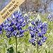 150 Seeds, Texas Bluebonnet (Lupinus texenis) Seeds By Seed Needs