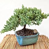 Juniper Bonsai Tree
