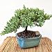Juniper Bonsai Tree
