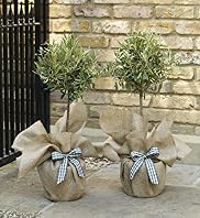 Pair of Olive Trees