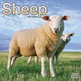 Sheep Calendar - 2015 Wall calendars - Animal Calendar - Monthly Wall Calendar by Avonside