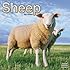 Sheep Calendar - 2015 Wall calendars - Animal Calendar - Monthly Wall Calendar by Avonside