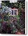 English Manor House Roses Canvas Print / Canvas Art - Artist David Lloyd Glover