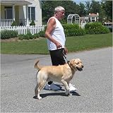 The Perfect Leash Heeler (Red) - 13 inches long