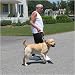 Pet Supplies : The Perfect Leash Heeler (Red) - 13 inches long