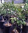 Dwarf Meyer Lemon Tree Grafted Five Gallon