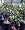 Dwarf Meyer Lemon Tree Five Gallon