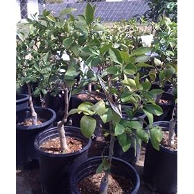 Dwarf Meyer Lemon Tree Five Gallon