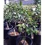 Premium Quality Potted Meyer Lemon Tree Dwarf Five Gallon