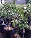 Dwarf Meyer Lemon Tree Grafted Five Gallon