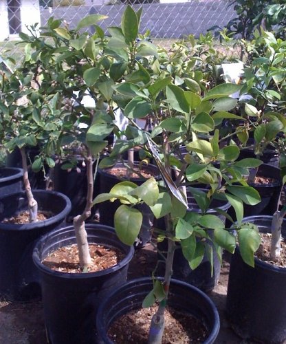 Dwarf Meyer Lemon Tree Five Gallon