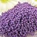 Miyuki delica seed beads 11/0 dyed op dk orchid 8g