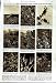 1951 Australian Weeds England Grey Shoddy Goosefoot