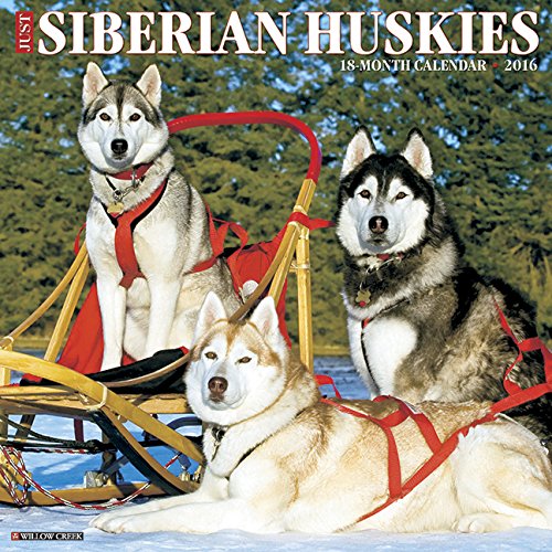2016 Just Siberian Huskies Wall Calendar