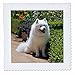 3dRose qs_88781_1 American Eskimo Dog US05 ZMU0082 Zandria Muench Beraldo Quilt Square, 10 by 10-Inch