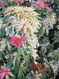 Mountain Fire Lily of the Valley Shrub - Japanese Pieris