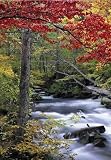 Autumn Leaves Wall Mural