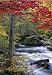 Autumn Leaves Wall Mural