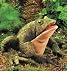 Old Grandfather Toad