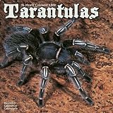 Eigenschaften Avonside Publishing Ltd.  / Kalender 2009 Tarantulas ? Vogelspinnen ? Vogelspinne