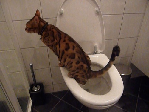 Litter Kwitter Toilet Training System