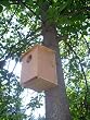 Barn Owl Nesting Box