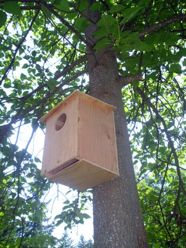 Barn Owl Nesting Box