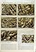 1950 Arabian Nights Gold Treasure Ziwiye Azerbaijan
