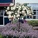 Rosenst�mmchen 1