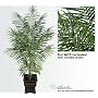 7' Artificial Tropical Areca Palm Trees