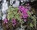 Photographic Prints of ROG-10591 Purple Saxifrage - with Alpine Ladies Mantle from Ardea Wildlife Pets