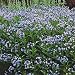 Blue Star Flower Blue Ice