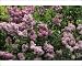 Photographic Prints of Lilac - Mass Of Flowers from Ardea Wildlife Pets