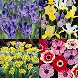Bulbs Collection in 4 varieties - 160 flower bulbs