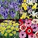 Bulbs Collection in 4 varieties - 160 flower bulbs